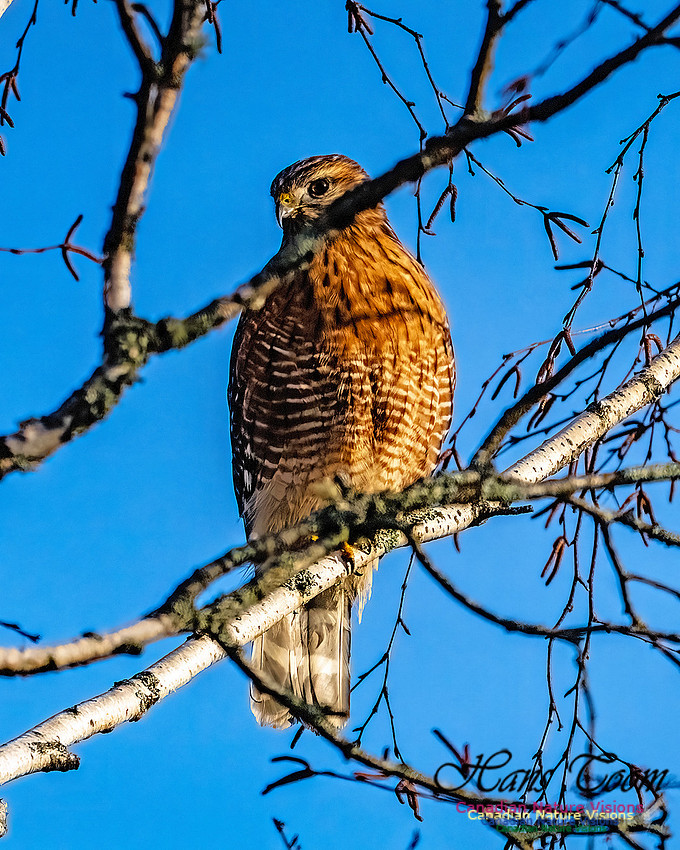 Red-shouldered Hawk 402