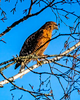 Red-shouldered Hawk