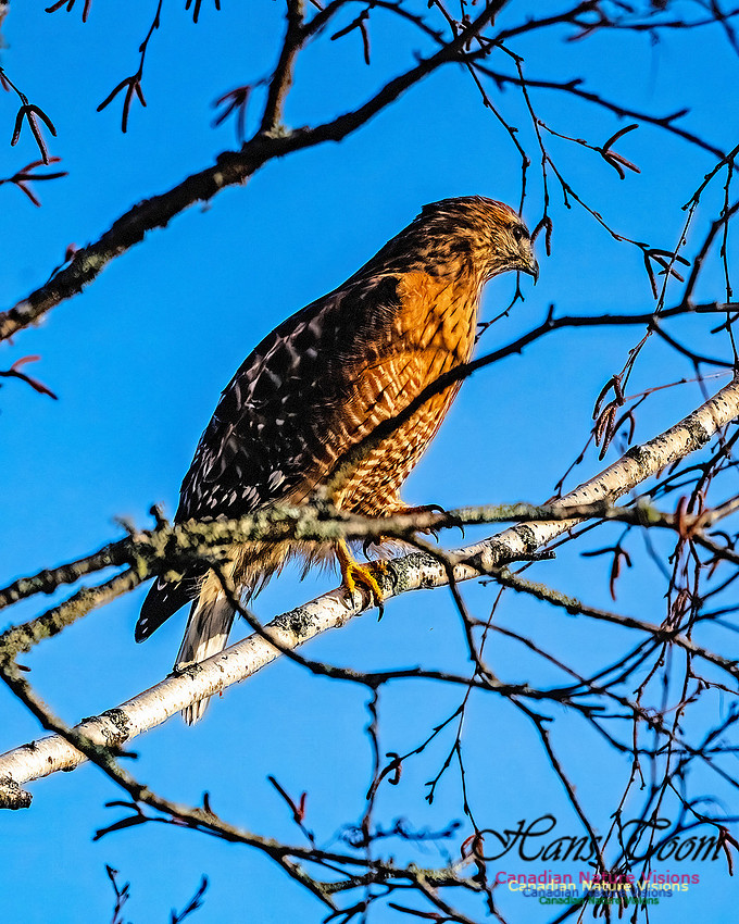 Red-shouldered Hawk 401