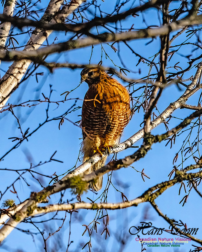 Red-shouldered Hawk 403