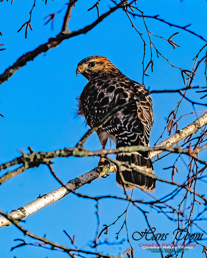 Red-shouldered Hawk 400