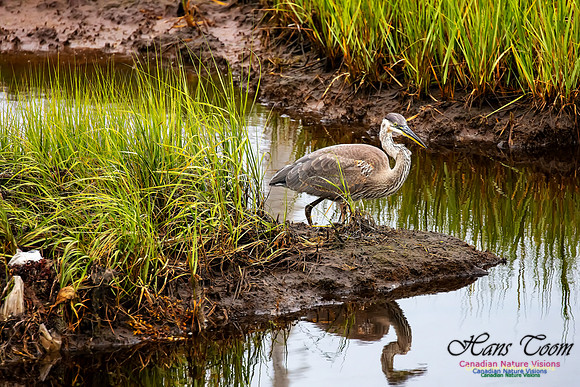 Great Blue Heron 216