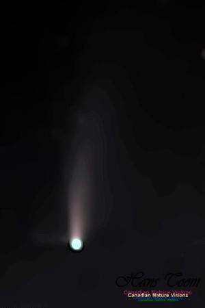 Comet Neowise