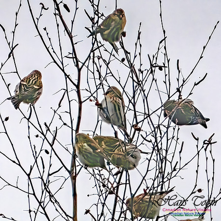 Redpolls 103