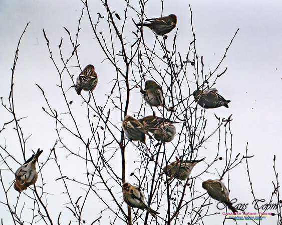 Redpolls 102