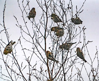 Common and Hoary Redpolls