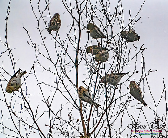 Redpolls 100