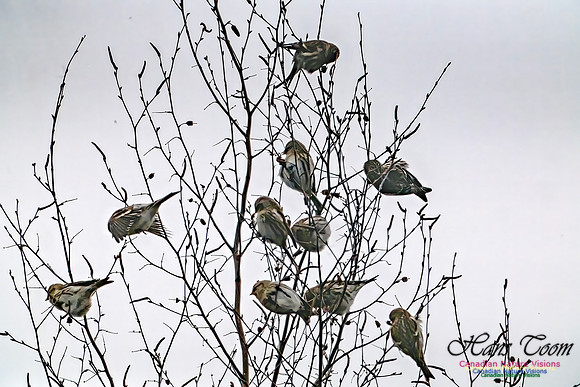 Redpolls 104