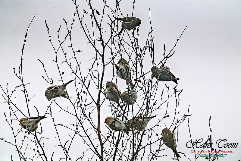 Redpolls 104