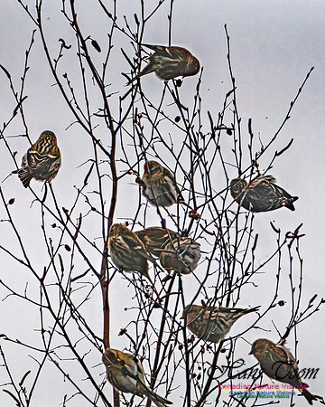 Redpolls 101
