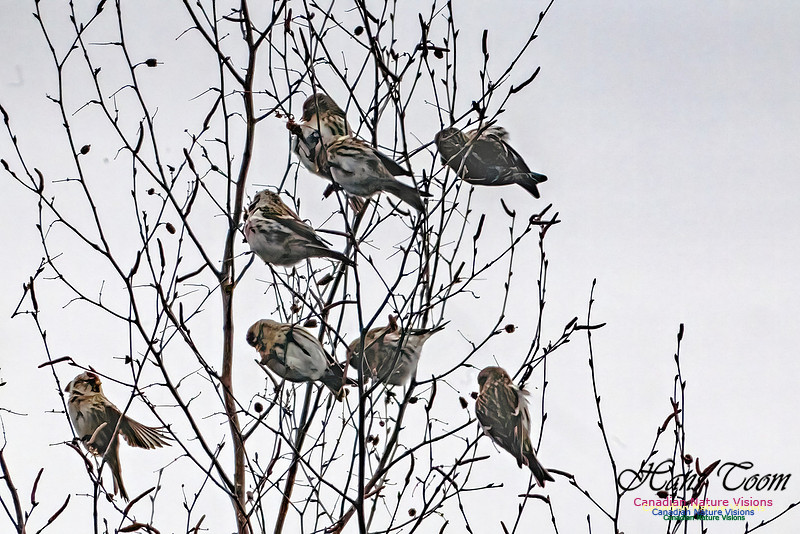Redpolls 105
