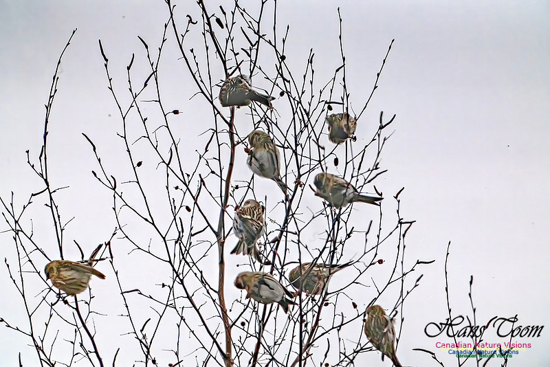 Redpolls 107