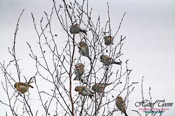 Redpolls 106