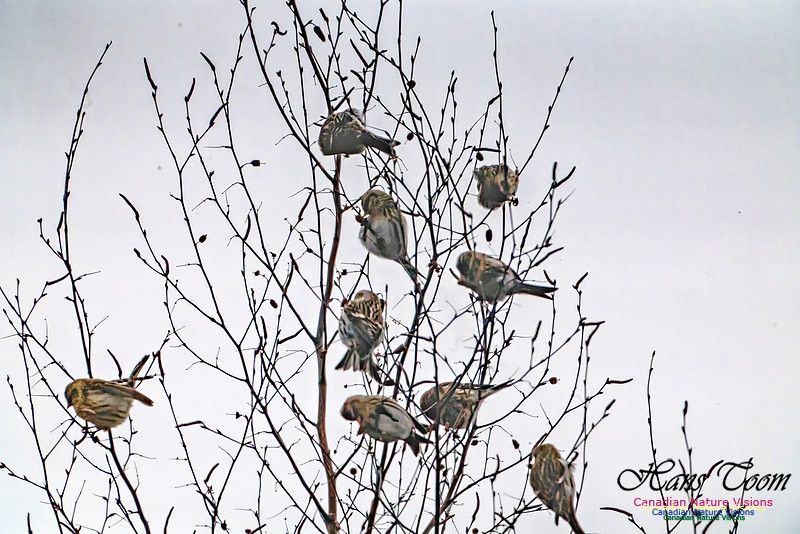 Redpolls 106