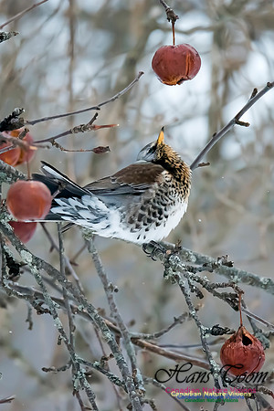 Fieldfare