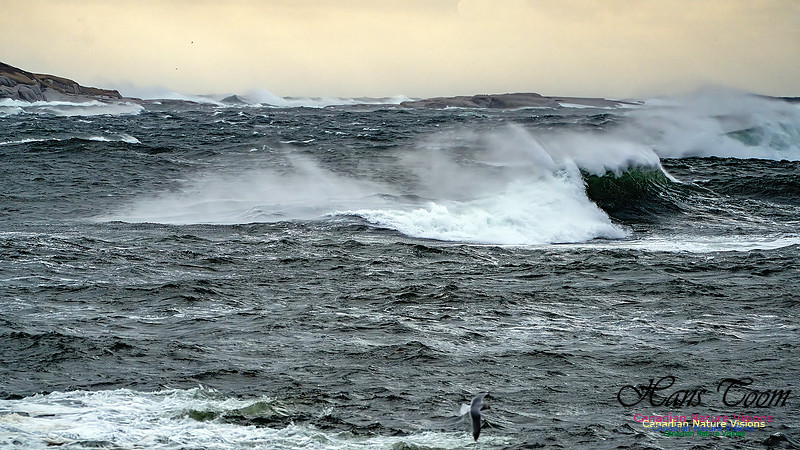 Late Fall Gale 108
