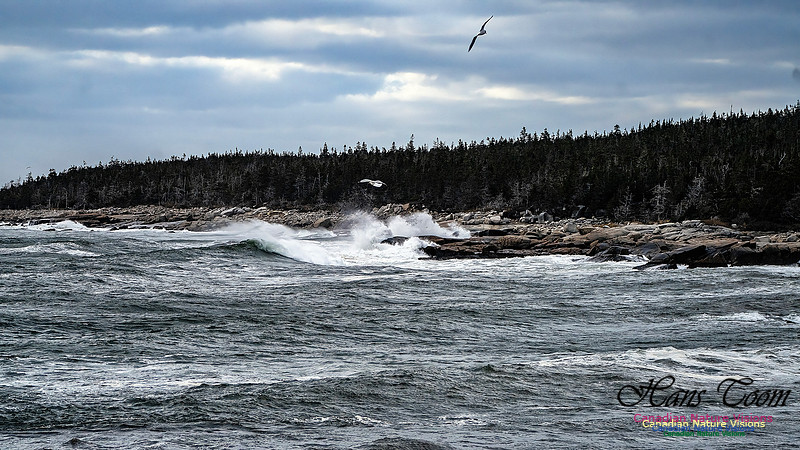 Late Fall Gale 111