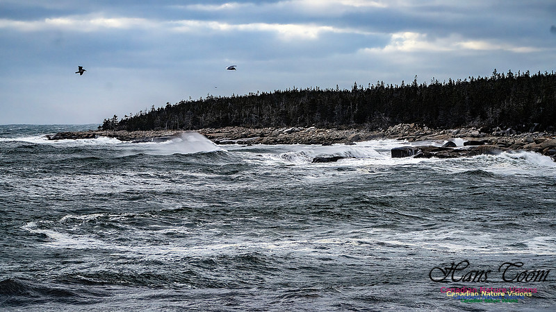 Late Fall Gale 110