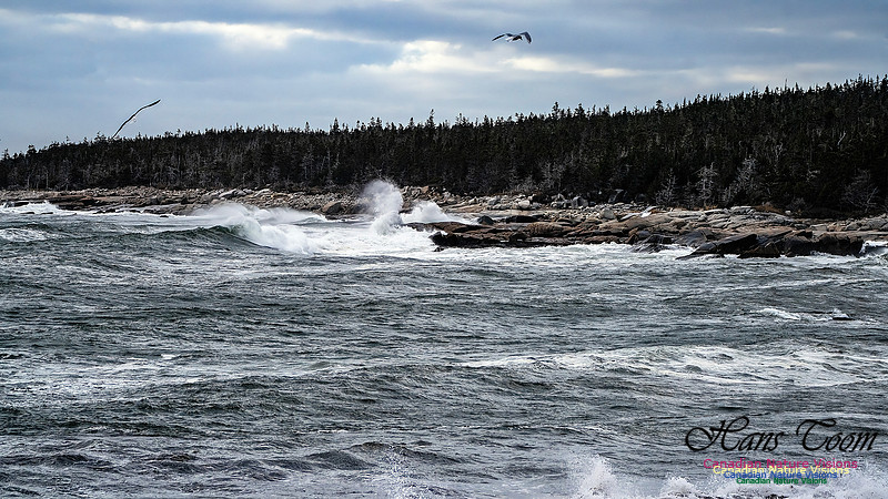 Late Fall Gale 112