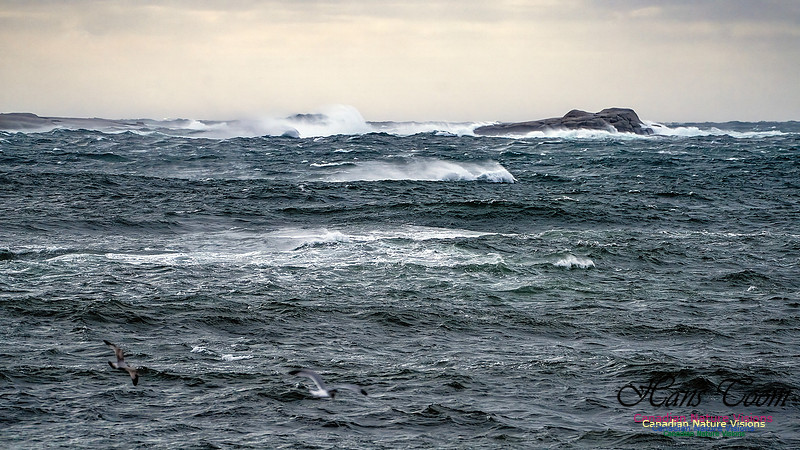 Late Fall Gale 116