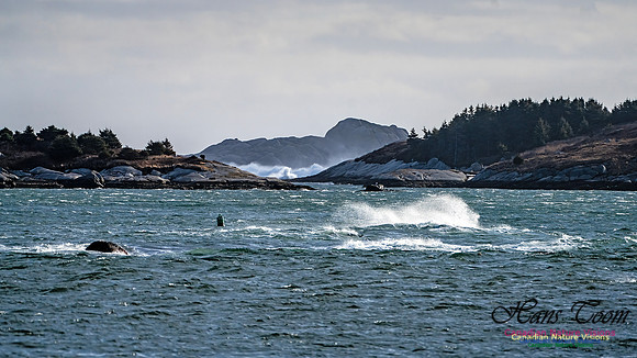 Late Fall Gale 124