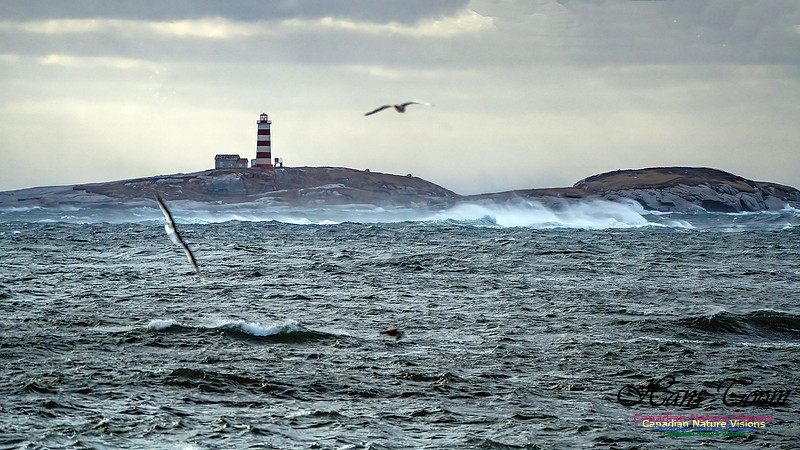 Late Fall Gale 129