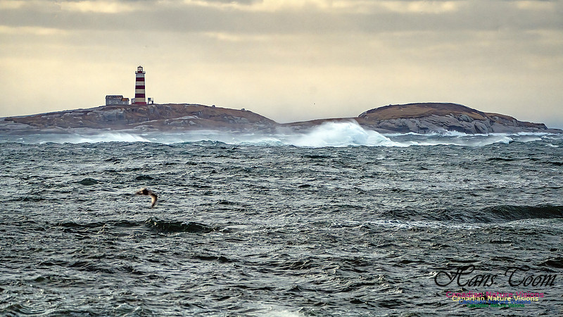 Late Fall Gale 130