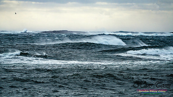 Late Fall Gale 100