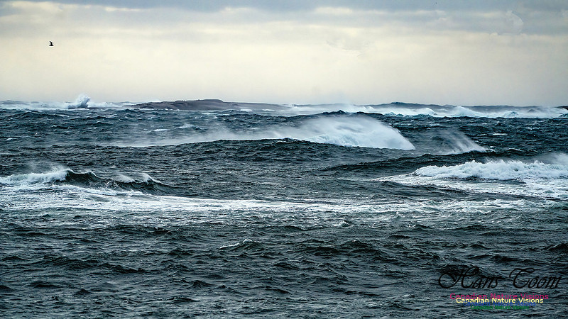 Late Fall Gale 100