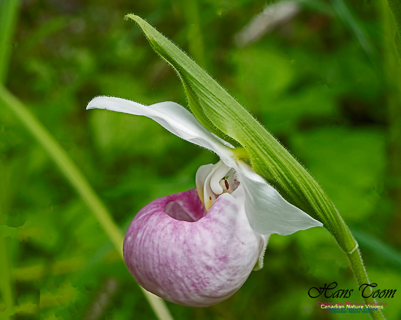 Showy Lady's Slipper Orchid 107