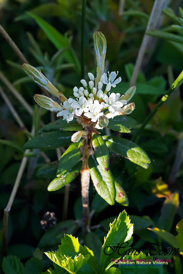 Labrador Tea