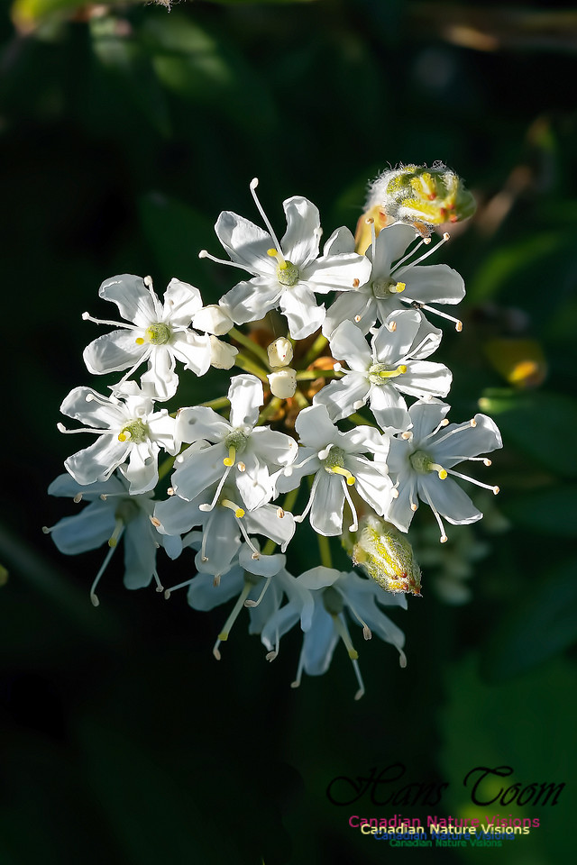 Labrador Tea