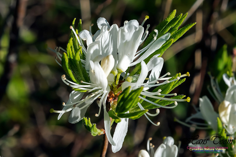 White Rhodora