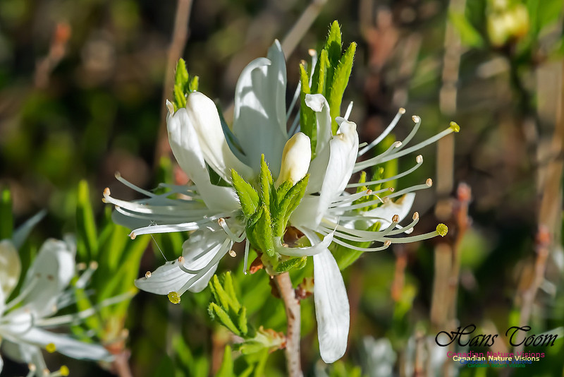 White Rhodora