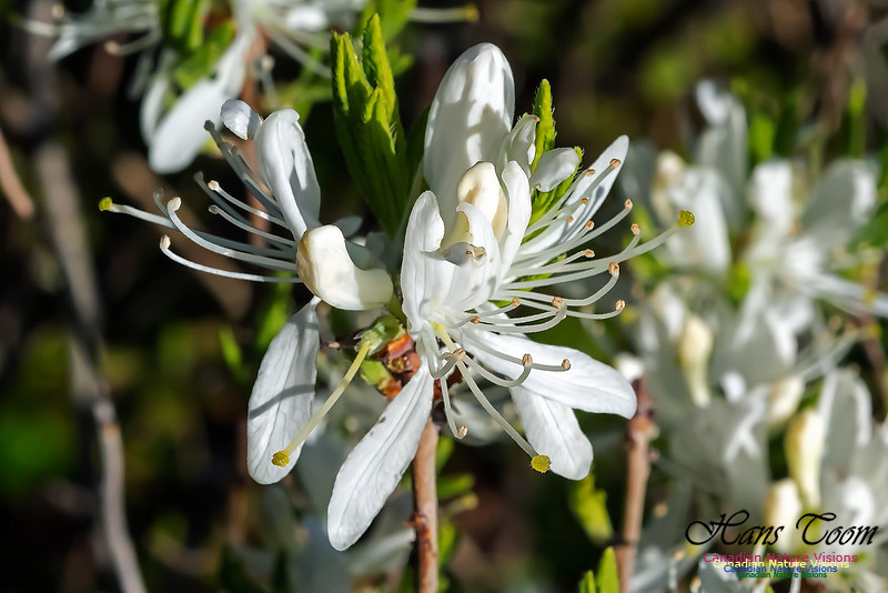 White Rhodora