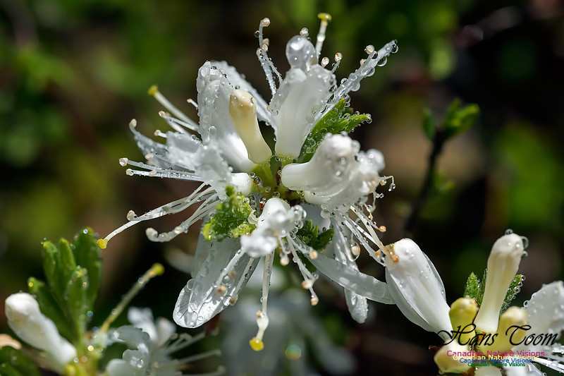 White Rhodora