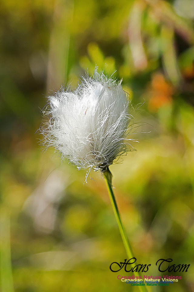 Cotton Grass