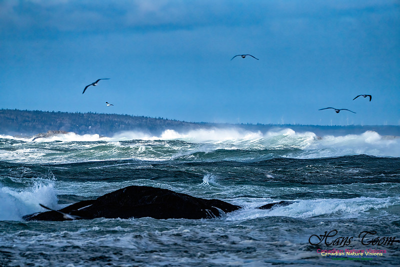 Late Fall Gale Series 2 126