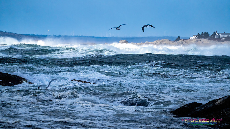 Late Fall Gale Series 2 130