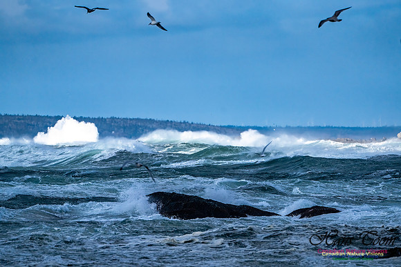 Late Fall Gale Series 2 131