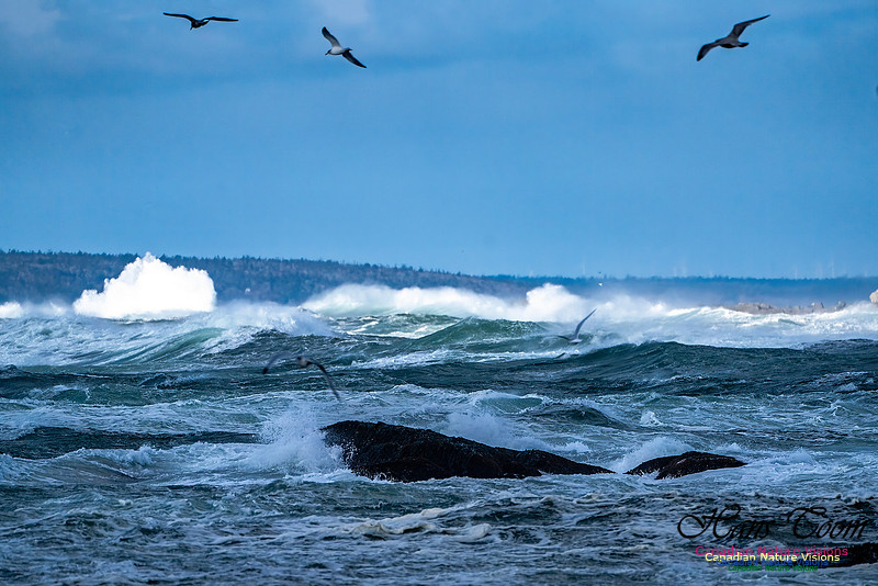 Late Fall Gale Series 2 131