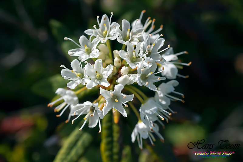 Labrador Tea