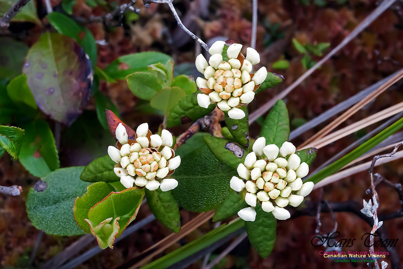 Labrador Tea