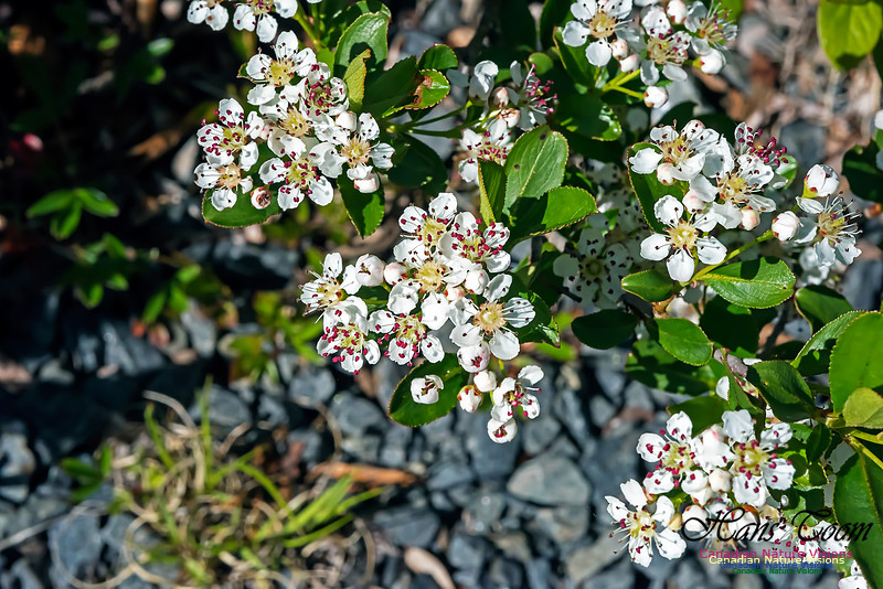 Red Chokeberry
