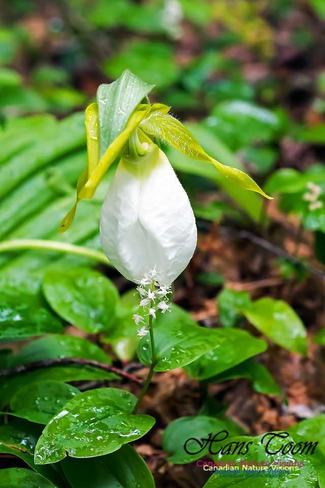 White Rhodora