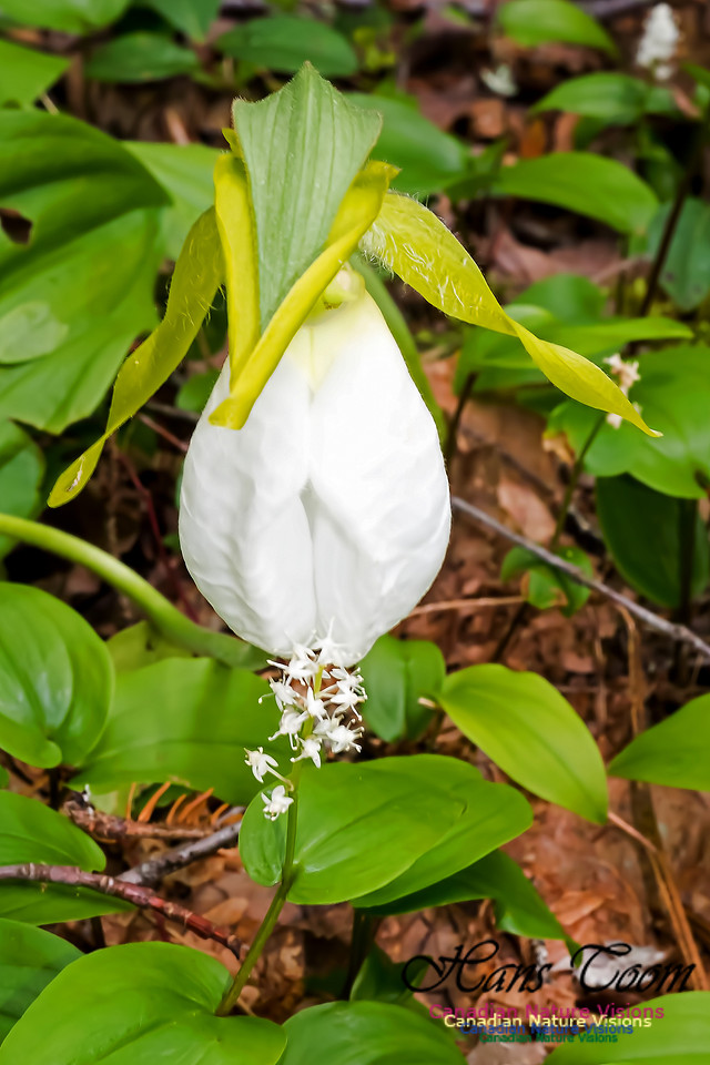 White Rhodora