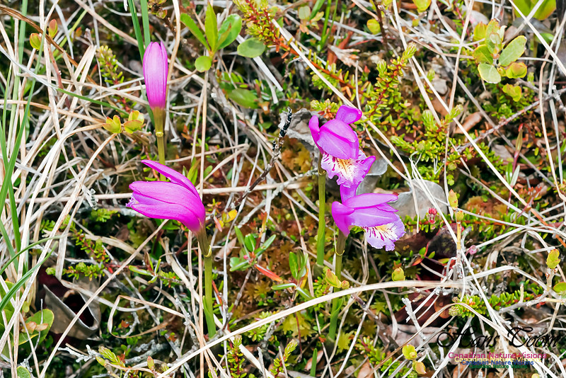 Dragons-mouth Orchid