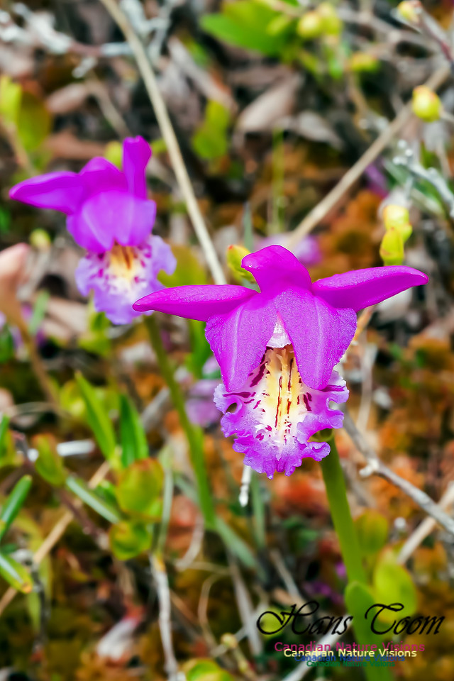 Dragons-mouth Orchid