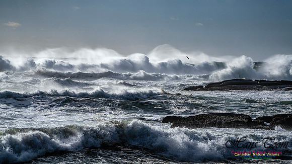 Late Fall Gale Series 3 170