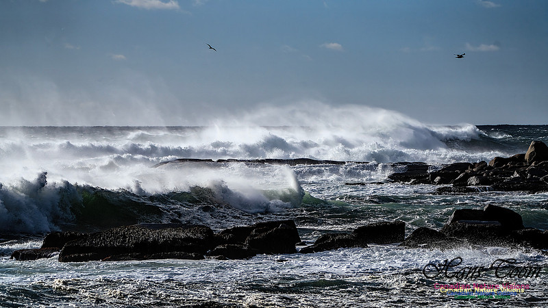 Late Fall Gale Series 3 173
